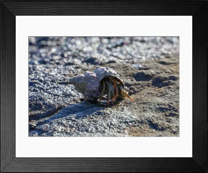 Framed Print : Hermit crab walking on the beach Framed Print : Hermit crab walking on the beach