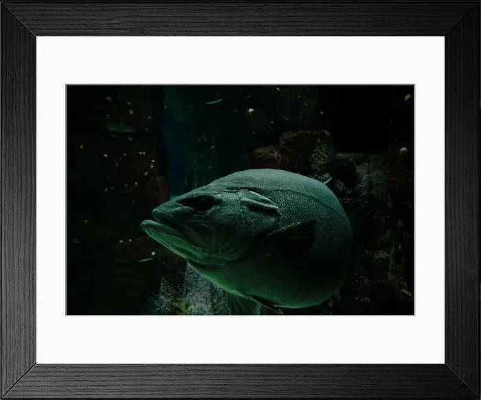 Framed Print : A large grouper swims through the dimly lit depths of its tank at the Lisbon Oceanarium Framed Print : A large grouper swims through the dimly lit depths of its tank at the Lisbon Oceanarium