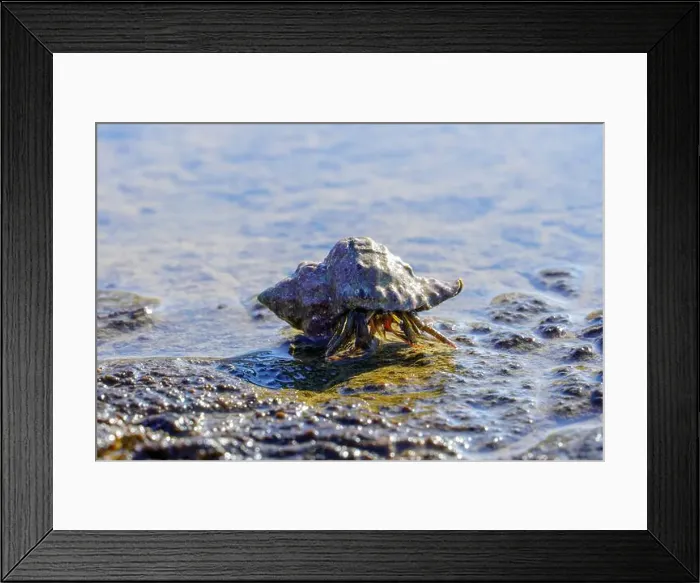 Framed Print : Early afternoon shot of a hermit crab on the beach Framed Print : Early afternoon shot of a hermit crab on the beach
