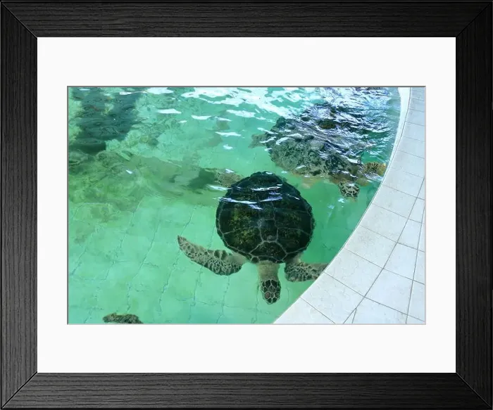 Framed Print : Turtles in the Sea Turtle Conservation and Education Center in Serangan, Denpasar, Bali in Indonesia Framed Print : Turtles in the Sea Turtle Conservation and Education Center in Serangan, Denpasar, Bali in Indonesia