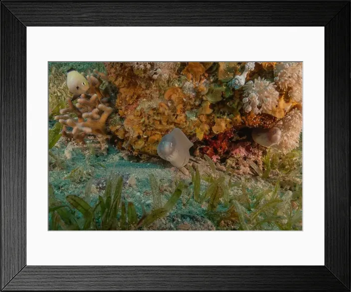 Framed Print : Moray eel Mooray lycodontis undulatus in the Red Sea, Eilat Israel Framed Print : Moray eel Mooray lycodontis undulatus in the Red Sea, Eilat Israel