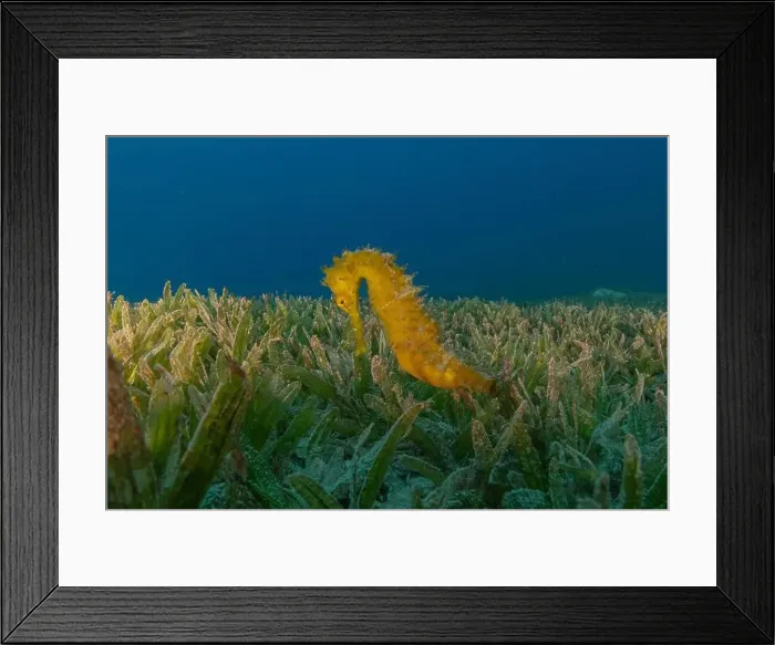 Framed Print : Sea Horse in the Red Sea Colorful and beautiful, Eilat Israel Framed Print : Sea Horse in the Red Sea Colorful and beautiful, Eilat Israel