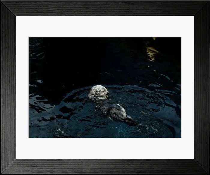 Framed Print : A playful sea otter floats on its back in the calm waters of the Lisbon Oceanarium