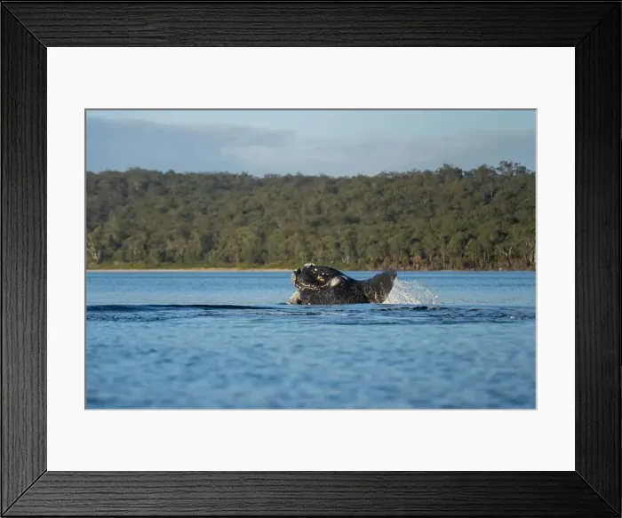Framed Print : Southern right whale with baby calf in tasmania australia in spring Framed Print : Southern right whale with baby calf in tasmania australia in spring
