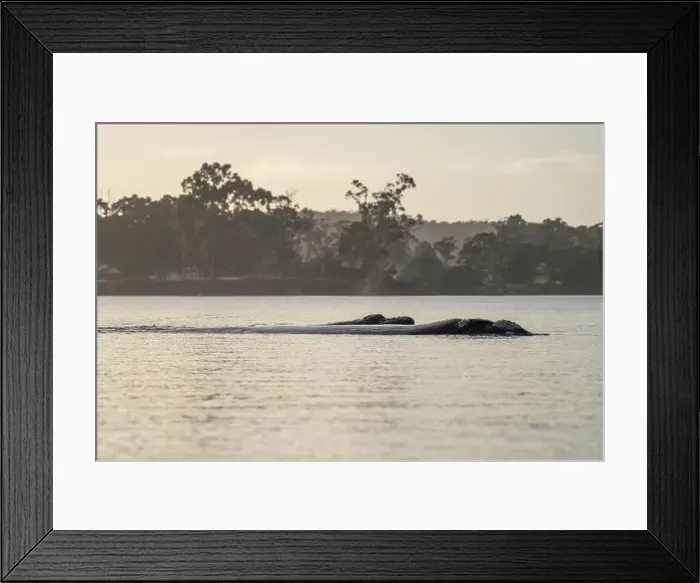 Framed Print : Southern right whale with baby calf in tasmania australia in spring Framed Print : Southern right whale with baby calf in tasmania australia in spring