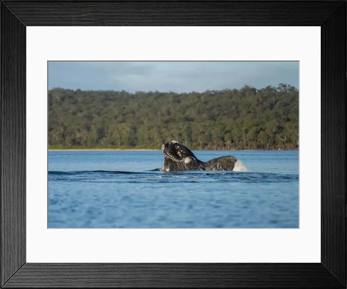 Framed Print : Southern right whale with baby calf in tasmania australia in spring Framed Print : Southern right whale with baby calf in tasmania australia in spring