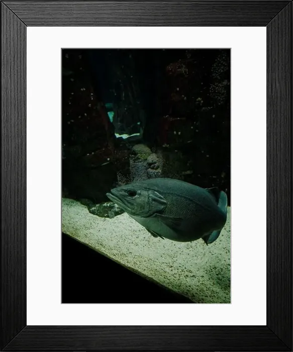 Framed Print : A solitary fish glides effortlessly near the sandy floor of the Lisbon Oceanarium Framed Print : A solitary fish glides effortlessly near the sandy floor of the Lisbon Oceanarium