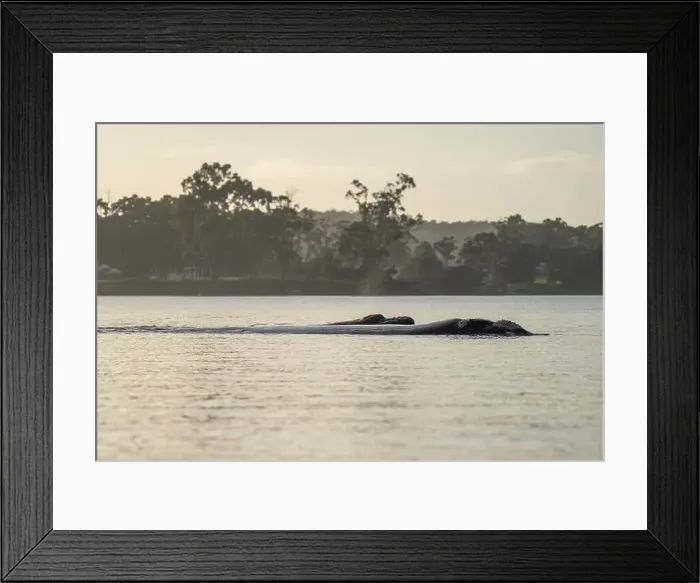 Framed Print : Southern right whale with baby calf in tasmania australia in spring Framed Print : Southern right whale with baby calf in tasmania australia in spring