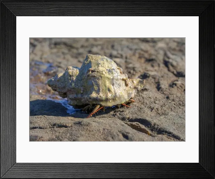 Framed Print : A small hermit crab on a tropical beach Framed Print : A small hermit crab on a tropical beach