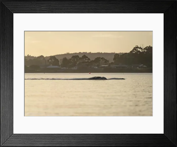 Framed Print : Southern right whale with baby calf in tasmania australia in spring Framed Print : Southern right whale with baby calf in tasmania australia in spring