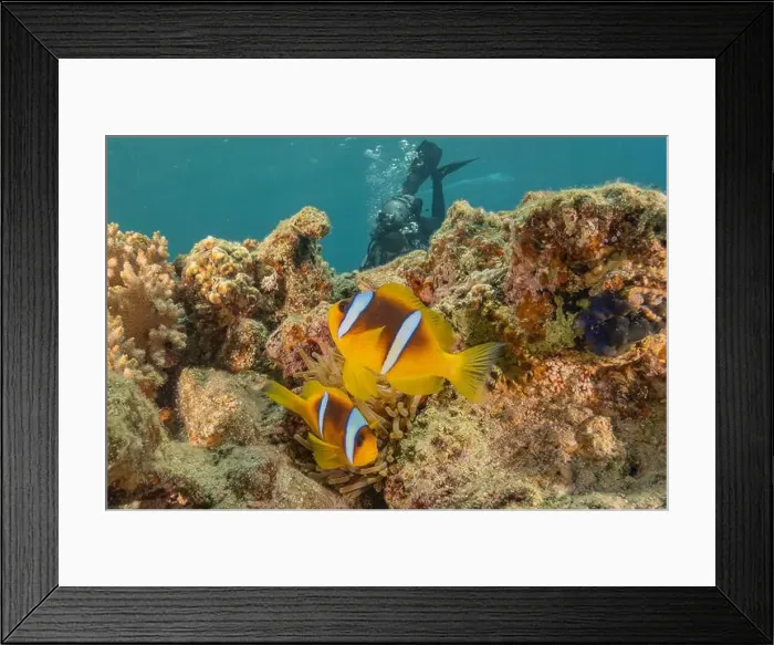 Framed Print : Clown-fish anemonefish in the Red Sea Colorful and beautiful, Eilat Israel Framed Print : Clown-fish anemonefish in the Red Sea Colorful and beautiful, Eilat Israel