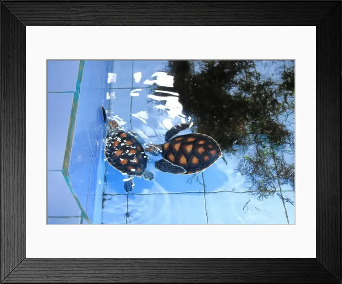 Framed Print : Turtles in the Sea Turtle Conservation and Education Center in Serangan, Denpasar, Bali in Indonesia Framed Print : Turtles in the Sea Turtle Conservation and Education Center in Serangan, Denpasar, Bali in Indonesia