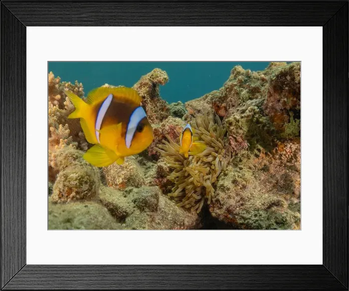 Framed Print : Clown-fish anemonefish in the Red Sea Colorful and beautiful, Eilat Israel Framed Print : Clown-fish anemonefish in the Red Sea Colorful and beautiful, Eilat Israel