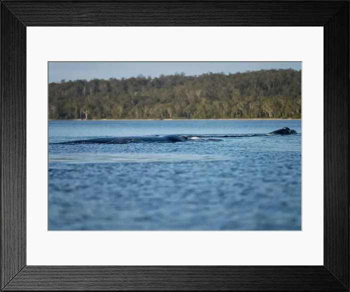 Framed Print : Southern right whale with baby calf in tasmania australia in spring Framed Print : Southern right whale with baby calf in tasmania australia in spring