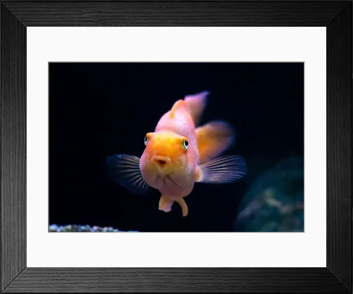 Framed Print : A fish that has a notably large nose is looking directly at the camera with its big eyes Framed Print : A fish that has a notably large nose is looking directly at the camera with its big eyes