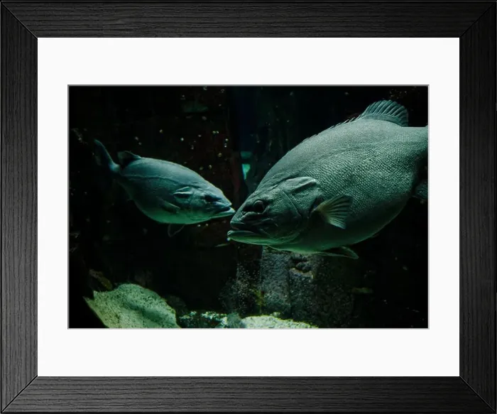 Framed Print : Two imposing groupers confront each other in the dim, aquatic environment of the Lisbon Oceanarium Framed Print : Two imposing groupers confront each other in the dim, aquatic environment of the Lisbon Oceanarium