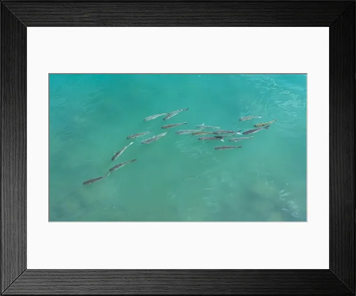 Framed Print : A small school of mullet, females being chased by males in breeding season in Queensland, Australia Framed Print : A small school of mullet, females being chased by males in breeding season in Queensland, Australia