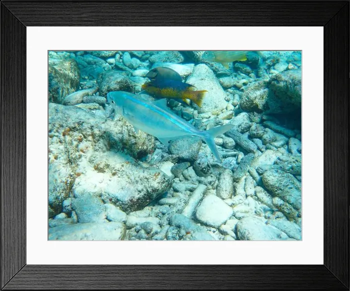Framed Print : Underwater view at various fishes (Bar jack) Framed Print : Underwater view at various fishes (Bar jack)
