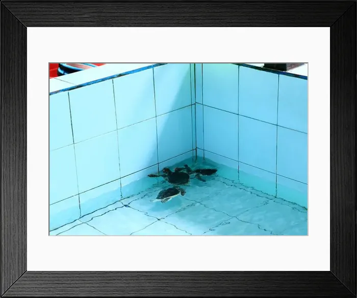 Framed Print : Turtles in the Sea Turtle Conservation and Education Center in Serangan, Denpasar, Bali in Indonesia Framed Print : Turtles in the Sea Turtle Conservation and Education Center in Serangan, Denpasar, Bali in Indonesia
