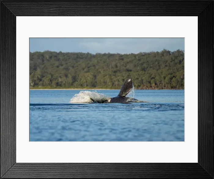 Framed Print : Southern right whale with baby calf in tasmania australia in spring Framed Print : Southern right whale with baby calf in tasmania australia in spring