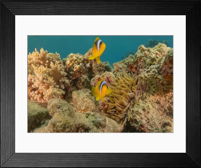 Framed Print : Clown-fish anemonefish in the Red Sea Colorful and beautiful, Eilat Israel Framed Print : Clown-fish anemonefish in the Red Sea Colorful and beautiful, Eilat Israel