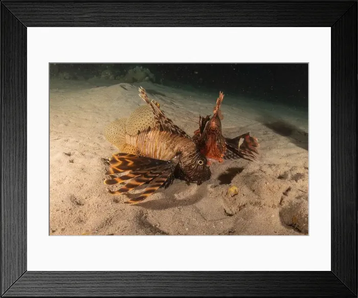 Framed Print : Lionfish in the Red Sea colorful fish, Eilat Israel Framed Print : Lionfish in the Red Sea colorful fish, Eilat Israel