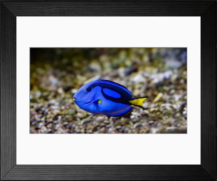 Framed Print : Blue Tang, Blue Hippo Tang or Palete Surgeonfish (Paracanthurus hepatus) Framed Print : Blue Tang, Blue Hippo Tang or Palete Surgeonfish (Paracanthurus hepatus)