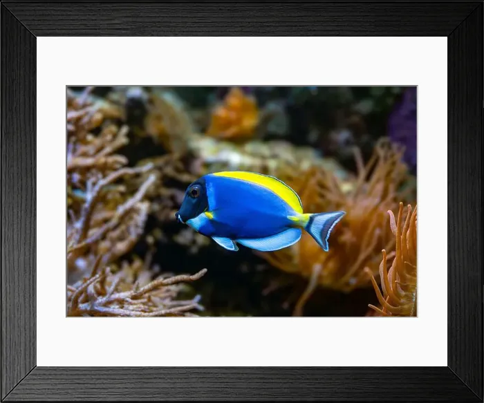 Framed Print : Powderblue surgeonfish, Acanthurus leucosternon / Weißkehl-Doktorfisch Framed Print : Powderblue surgeonfish, Acanthurus leucosternon / Weißkehl-Doktorfisch