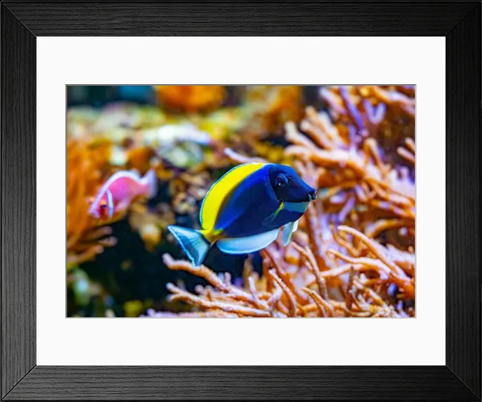 Framed Print : Powderblue surgeonfish, Acanthurus leucosternon / Weißkehl-Doktorfisch Framed Print : Powderblue surgeonfish, Acanthurus leucosternon / Weißkehl-Doktorfisch