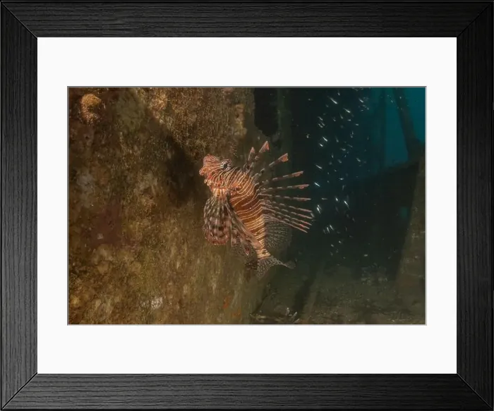 Framed Print : Lionfish in the Red Sea colorful fish, Eilat Israel Framed Print : Lionfish in the Red Sea colorful fish, Eilat Israel