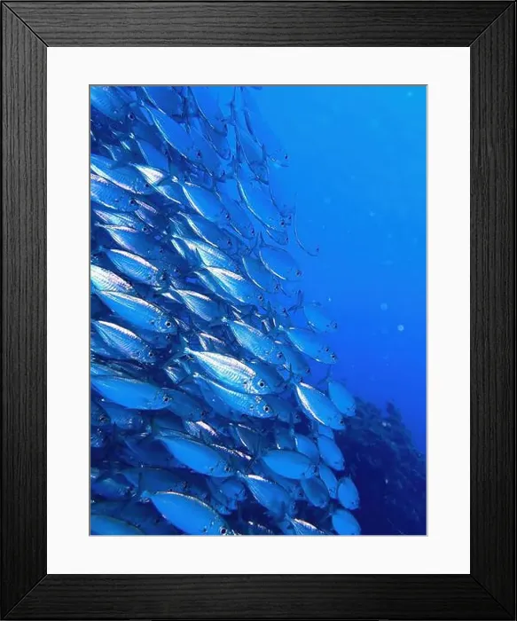 Framed Print : School of fish with many small fish in the sea of Curacao Framed Print : School of fish with many small fish in the sea of Curacao