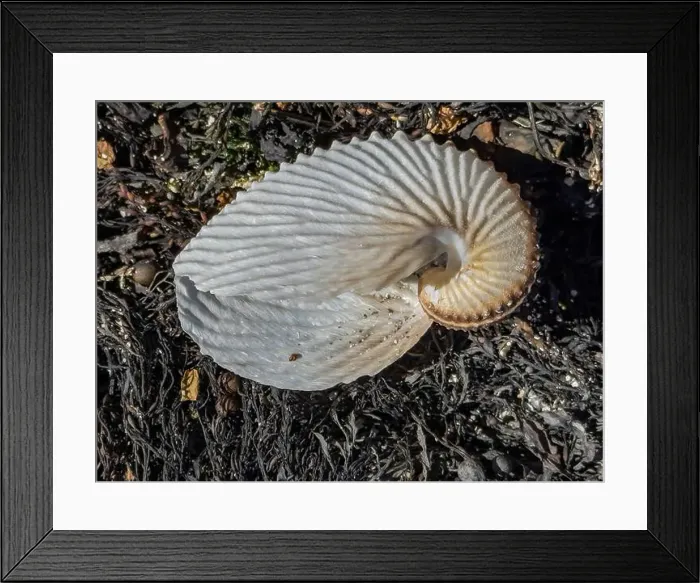 Framed Print : An argonaut (Genus Argonauta), a group of pelagic octopuses. Baja California, Sea of Cortez, Mexico, North America Framed Print : An argonaut (Genus Argonauta), a group of pelagic octopuses. Baja California, Sea of Cortez, Mexico, North America