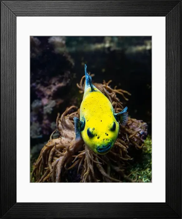 Framed Print : Yellow Blackspotted Puffer Or Dog-faced Puffer Fish Arothron Nigropunctatus Swimming In Water Framed Print : Yellow Blackspotted Puffer Or Dog-faced Puffer Fish Arothron Nigropunctatus Swimming In Water