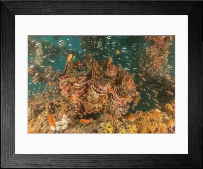 Framed Print : Giant Clam in the Red Sea Colorful and beautiful, Eilat Israel Framed Print : Giant Clam in the Red Sea Colorful and beautiful, Eilat Israel