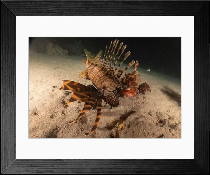 Framed Print : Lionfish in the Red Sea colorful fish, Eilat Israel Framed Print : Lionfish in the Red Sea colorful fish, Eilat Israel