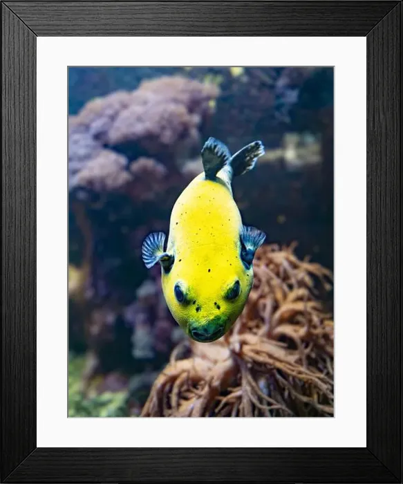 Framed Print : Yellow Blackspotted Puffer Or Dog-faced Puffer Fish Arothron Nigropunctatus Swimming In Water