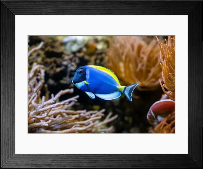 Framed Print : Powderblue surgeonfish, Acanthurus leucosternon / Weißkehl-Doktorfisch Framed Print : Powderblue surgeonfish, Acanthurus leucosternon / Weißkehl-Doktorfisch