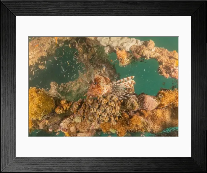 Framed Print : Lionfish in the Red Sea colorful fish, Eilat Israel Framed Print : Lionfish in the Red Sea colorful fish, Eilat Israel