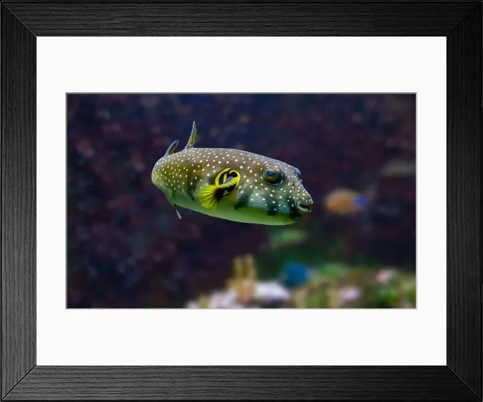 Framed Print : White-spotted puffer, Whitespotted blaasop or Stripedbelly blowfish (Arothron hispidus) Framed Print : White-spotted puffer, Whitespotted blaasop or Stripedbelly blowfish (Arothron hispidus)