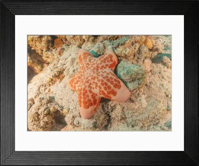 Framed Print : Starfish On the seabed in the Red Sea, Eilat Israel Framed Print : Starfish On the seabed in the Red Sea, Eilat Israel