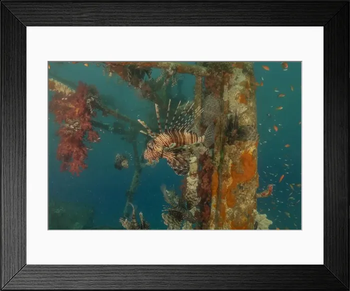 Framed Print : Lionfish in the Red Sea colorful fish, Eilat Israel Framed Print : Lionfish in the Red Sea colorful fish, Eilat Israel