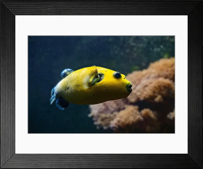 Framed Print : Yellow Blackspotted Puffer Or Dog-faced Puffer Fish Arothron Nigropunctatus Swimming In Water Framed Print : Yellow Blackspotted Puffer Or Dog-faced Puffer Fish Arothron Nigropunctatus Swimming In Water