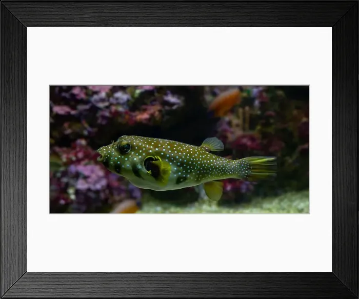 Framed Print : White-spotted puffer, Whitespotted blaasop or Stripedbelly blowfish (Arothron hispidus) Framed Print : White-spotted puffer, Whitespotted blaasop or Stripedbelly blowfish (Arothron hispidus)