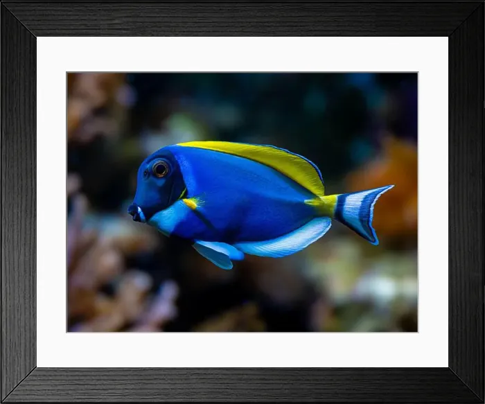 Framed Print : Powderblue surgeonfish, Acanthurus leucosternon / Weißkehl-Doktorfisch Framed Print : Powderblue surgeonfish, Acanthurus leucosternon / Weißkehl-Doktorfisch