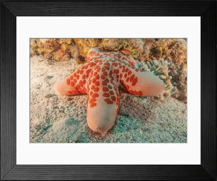 Framed Print : Starfish On the seabed in the Red Sea, Eilat Israel Framed Print : Starfish On the seabed in the Red Sea, Eilat Israel