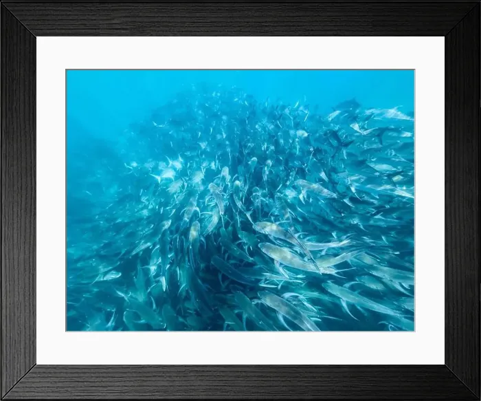 Framed Print : Bigeye Trevally (Caranx sexfasciatus) Framed Print : Bigeye Trevally (Caranx sexfasciatus)