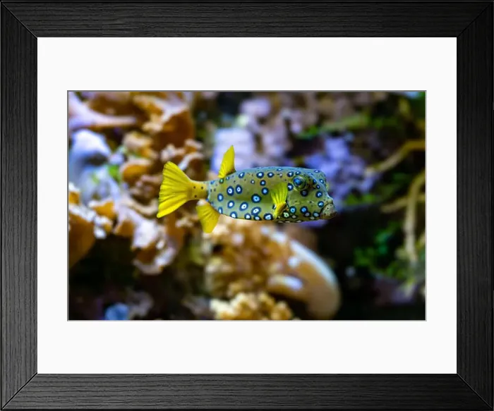 Framed Print : Yellow boxfish (Ostracion cubicum) is a species of boxfish found in reefs throughout the Pacific Ocean and Indian Ocean Framed Print : Yellow boxfish (Ostracion cubicum) is a species of boxfish found in reefs throughout the Pacific Ocean and Indian Ocean