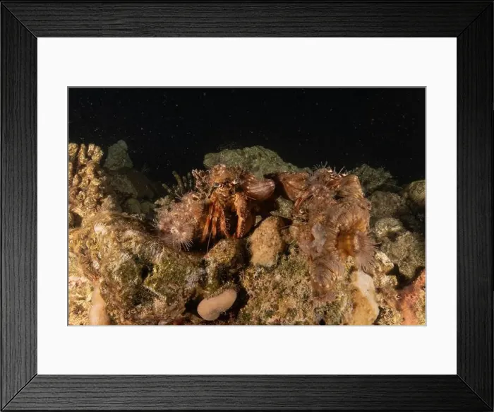 Framed Print : Hermit Crab in the Red Sea Colorful and beautiful, Eilat Israel Framed Print : Hermit Crab in the Red Sea Colorful and beautiful, Eilat Israel
