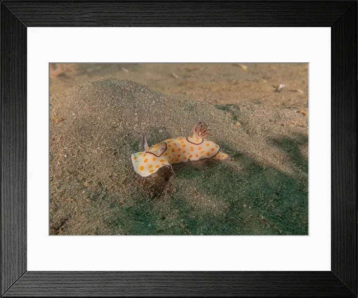 Framed Print : Sea Slug in the Red Sea Colorful and beautiful, Eilat Israel Framed Print : Sea Slug in the Red Sea Colorful and beautiful, Eilat Israel