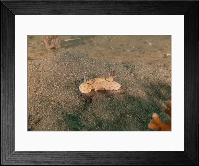 Framed Print : Sea Slug in the Red Sea Colorful and beautiful, Eilat Israel Framed Print : Sea Slug in the Red Sea Colorful and beautiful, Eilat Israel